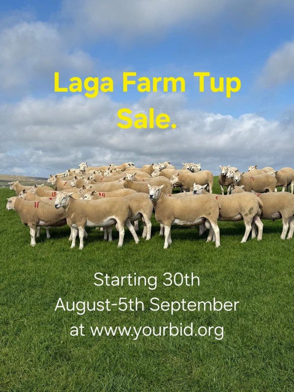 Laga sale pic