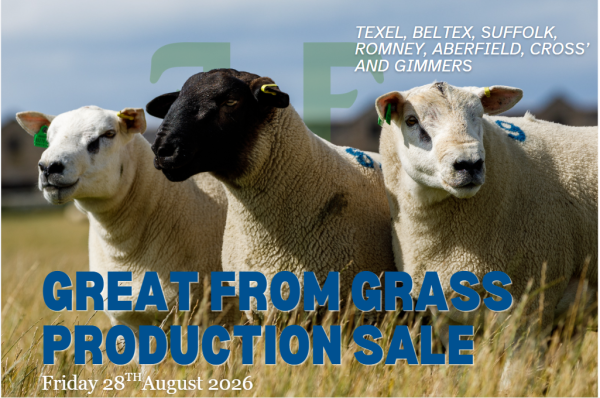 PRODUCTION SALE 2026